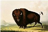 A Bison, circa 1832 by George Catlin